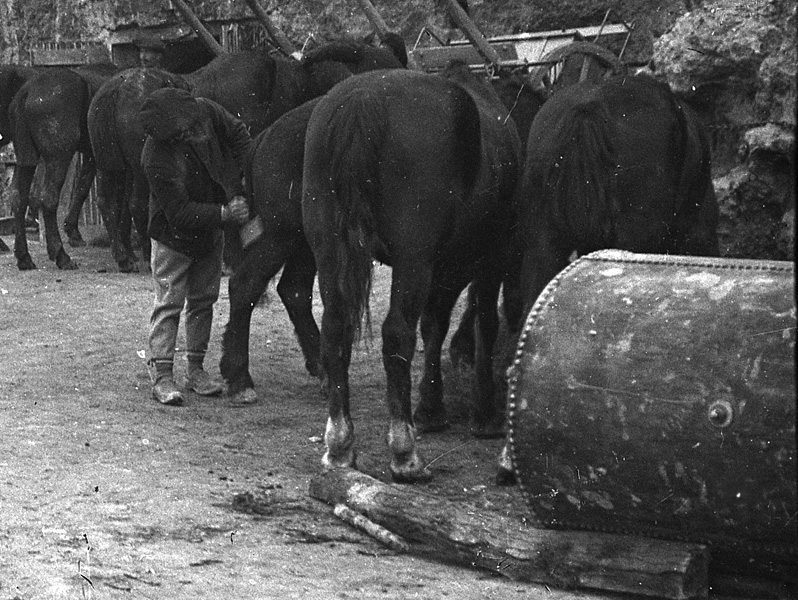 Entrée abris dans carrière avec chevaux fin 1915b.jpg