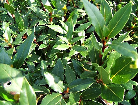 Laurus nobilis - .jpg