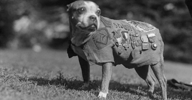 sergeant-stubby-grande-guerre.jpeg