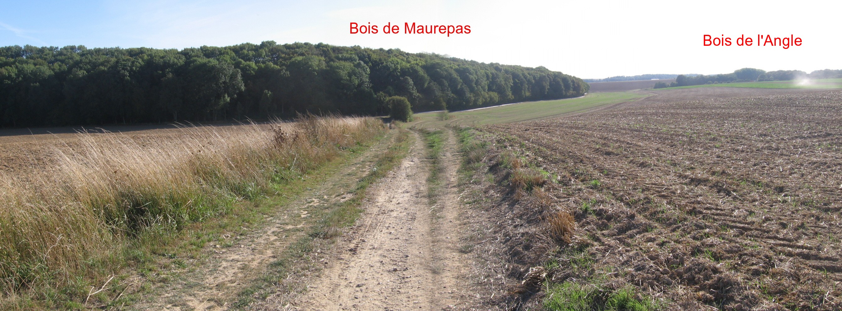 Bois de Maurepas Bois de l'Angle Ouest.jpg