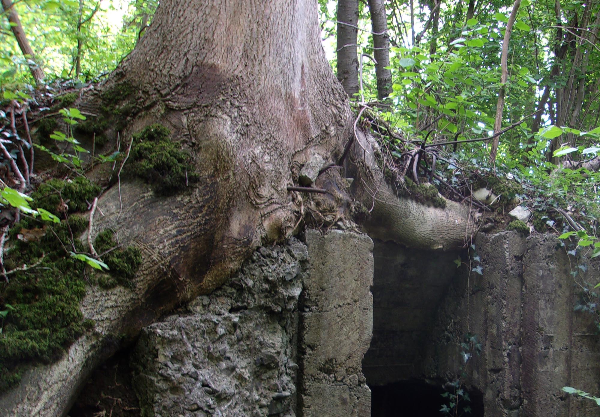 Aisne - Dans les bois à l'Est de Laffaux le 220427 (03a).jpg