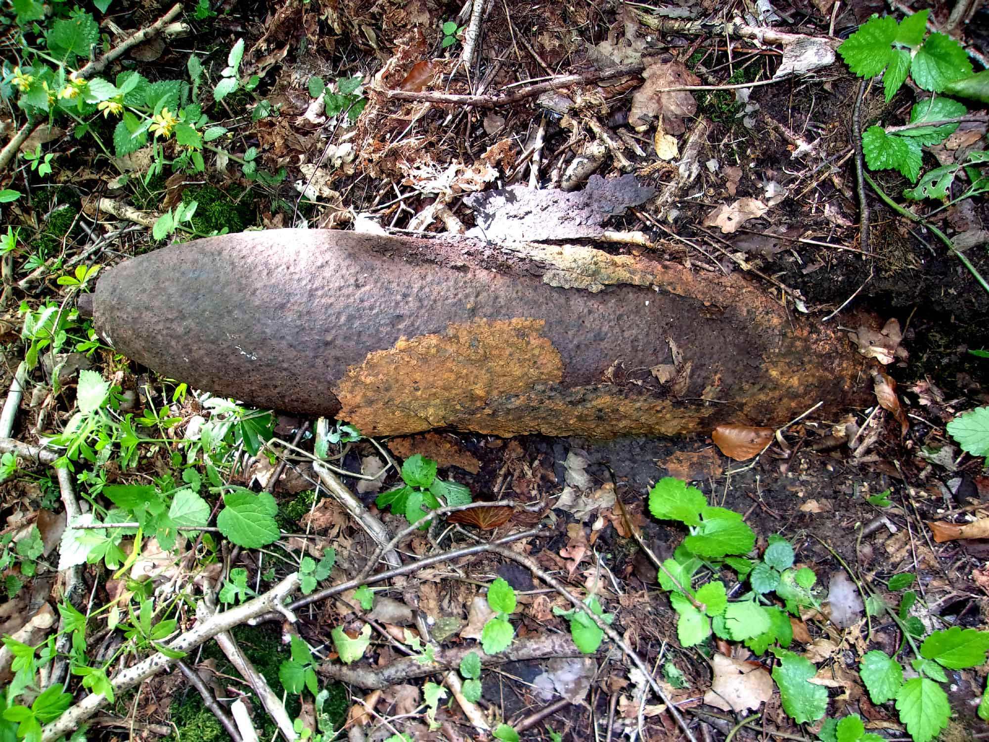 Aisne - Dans les bois à l'Est de Laffaux le 220427 (01a).jpg