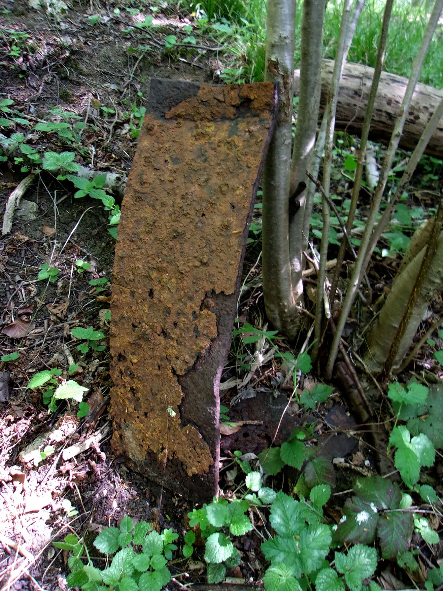 Aisne - Dans les bois à l'Est de Laffauxl e 220427 (02a).jpg