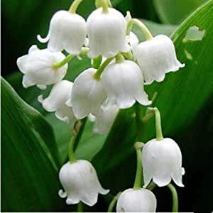 muguet _.jpg