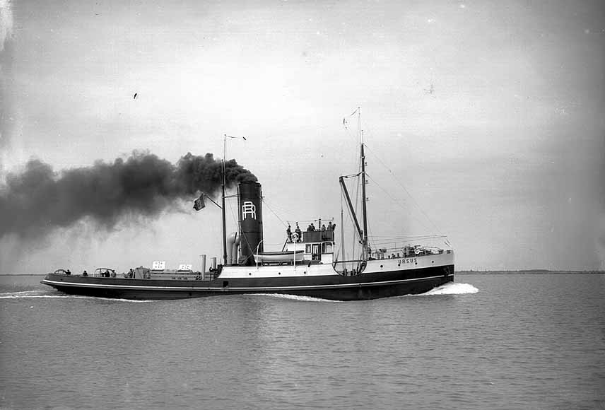 URSUS ex VANNEAU type pluvier.jpg