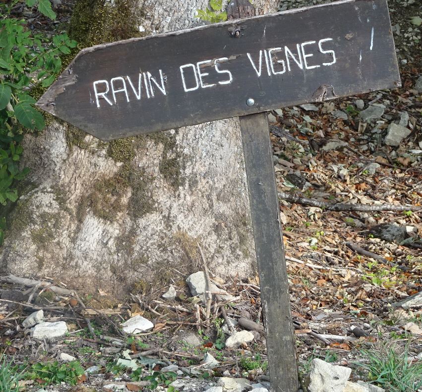 ravin des vignes.JPG