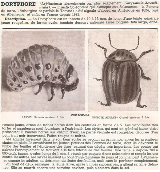 Doryphore – .jpg