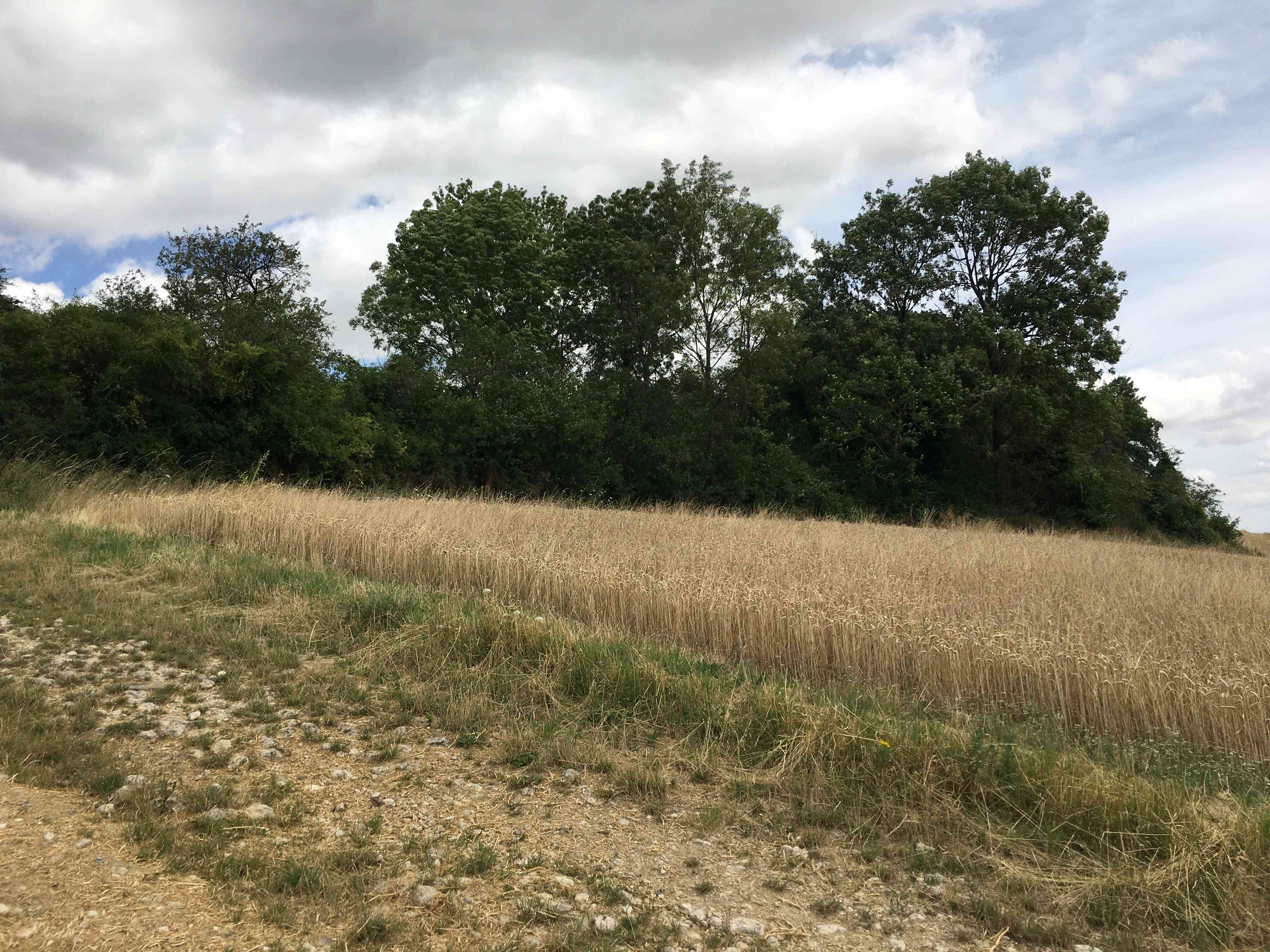 Bois PC Artois ou Belfort.JPG