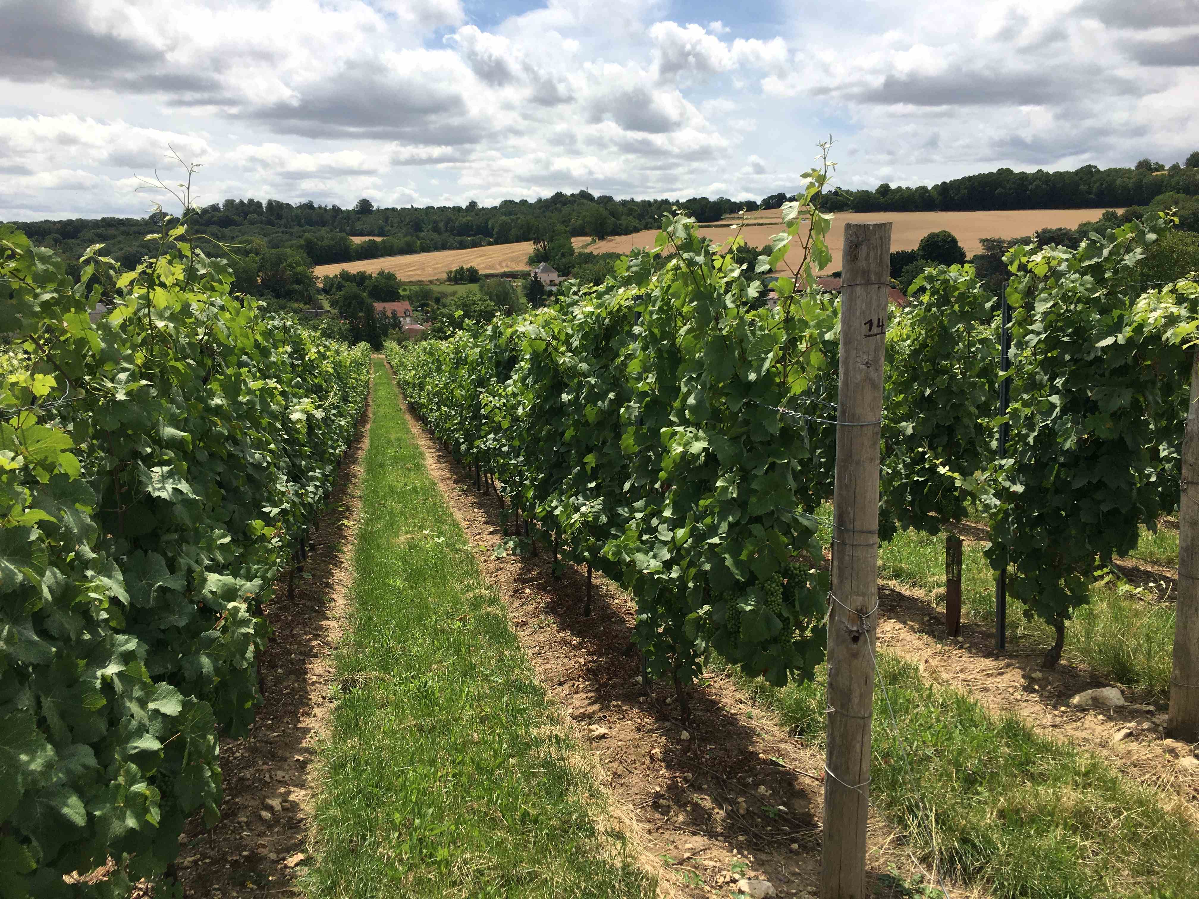 Vignes Craonnelle.JPG
