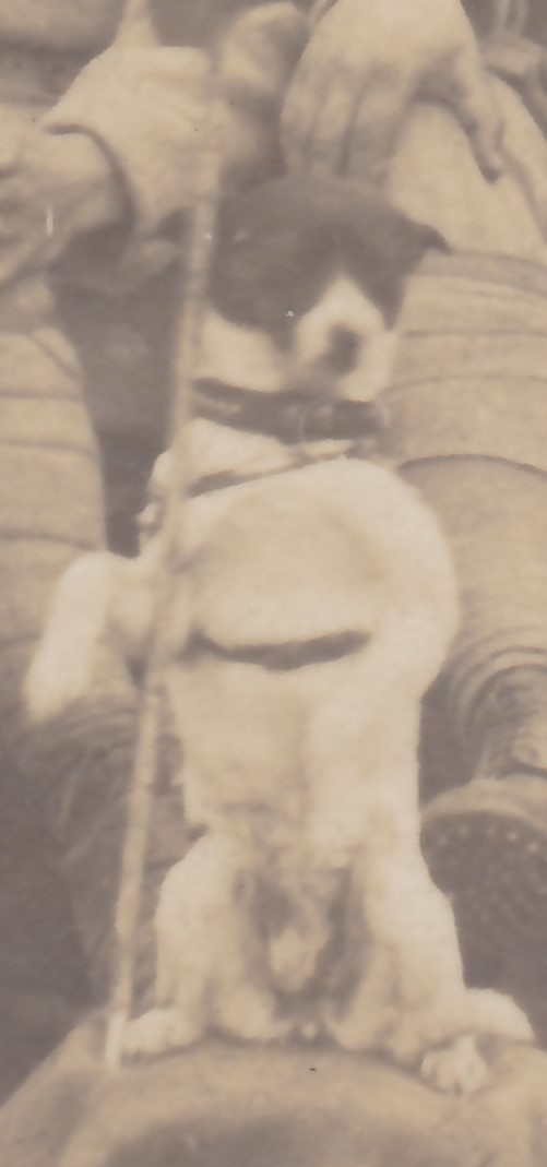 gros plan chien.jpg