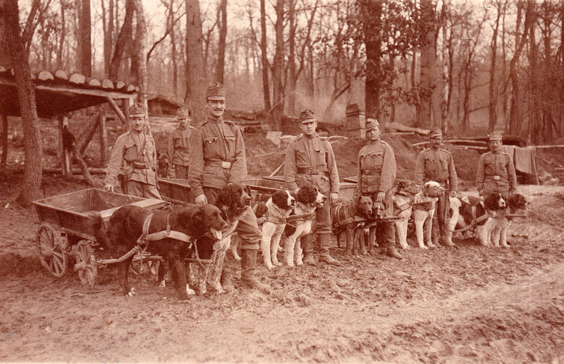 hundetrain.jpg