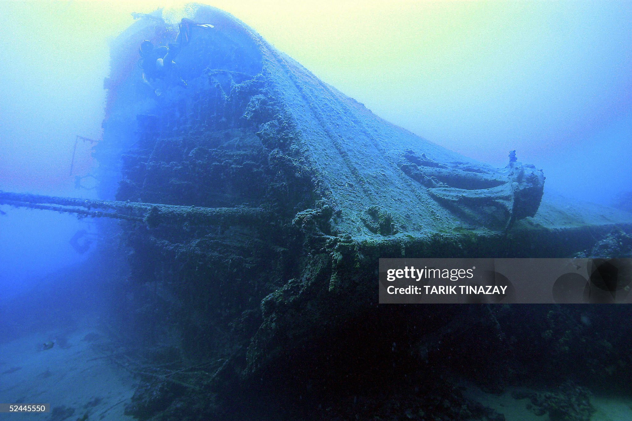 DUCHESS OF YORK - OEILLET