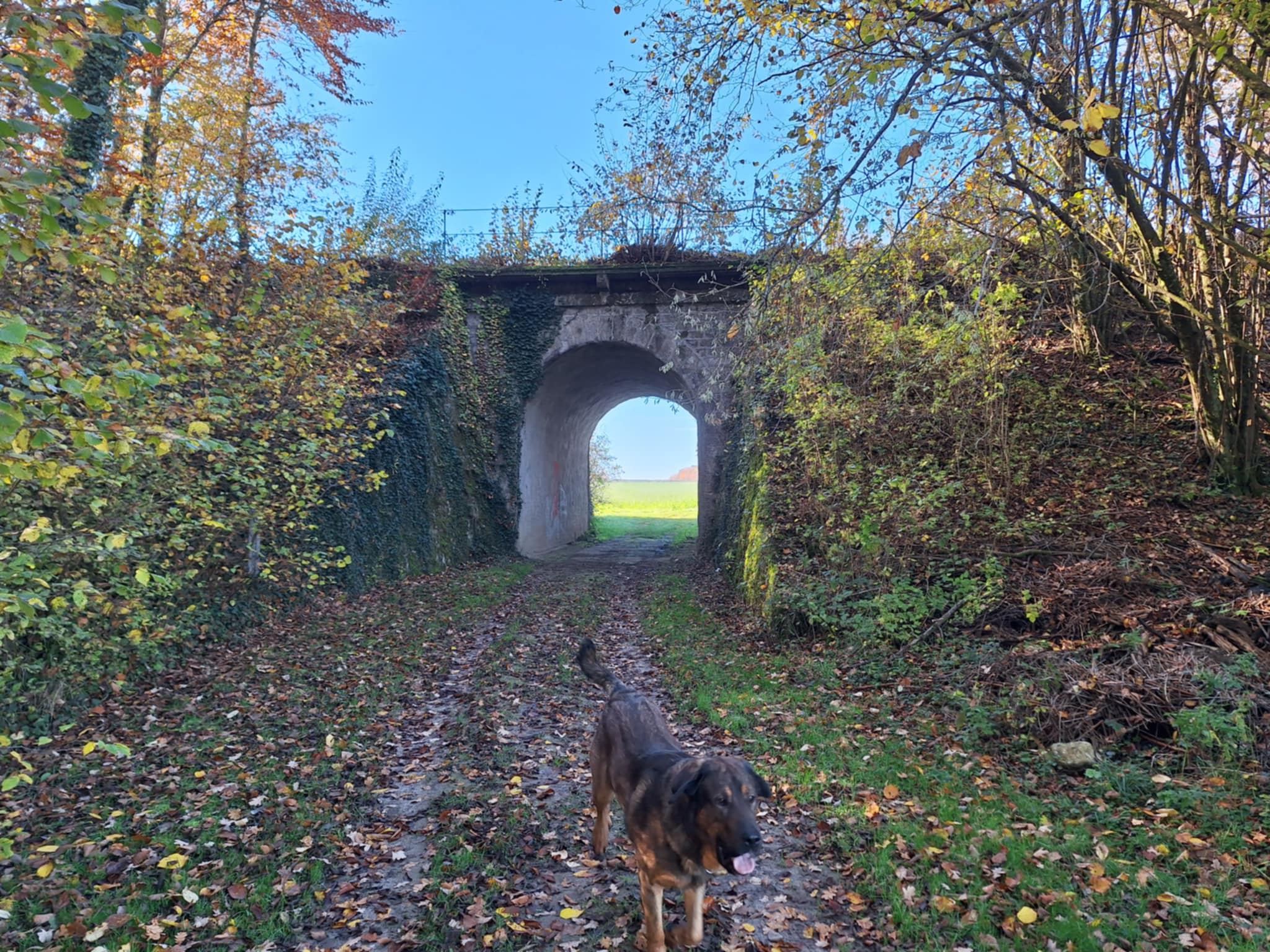 Pont des vins Odin.jpeg
