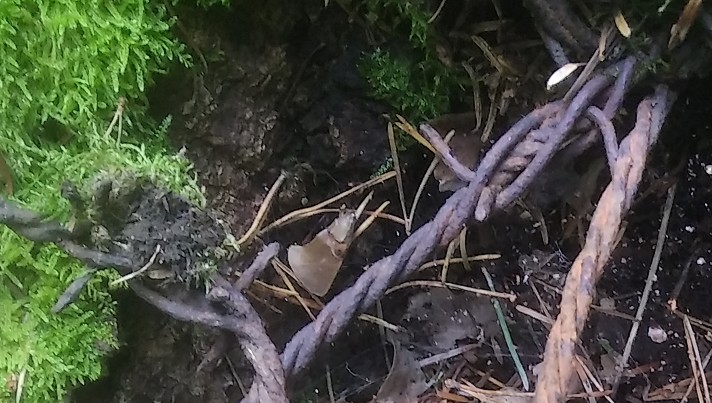 barbelé 3 brins.jpg