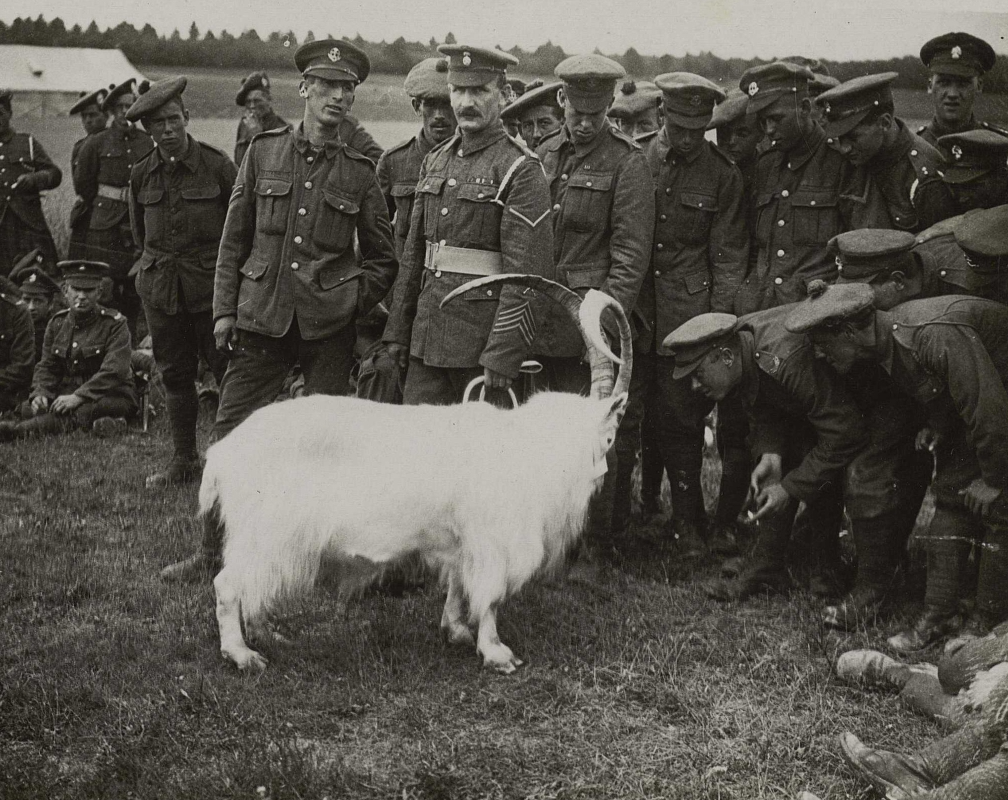 Mascotte 2e Royal Welsh Fusiliers en France en 1917. Photo lieutenant John Warwick Brooke. Source bibliothèque numérique La Contemporaine, Nanterre, France.